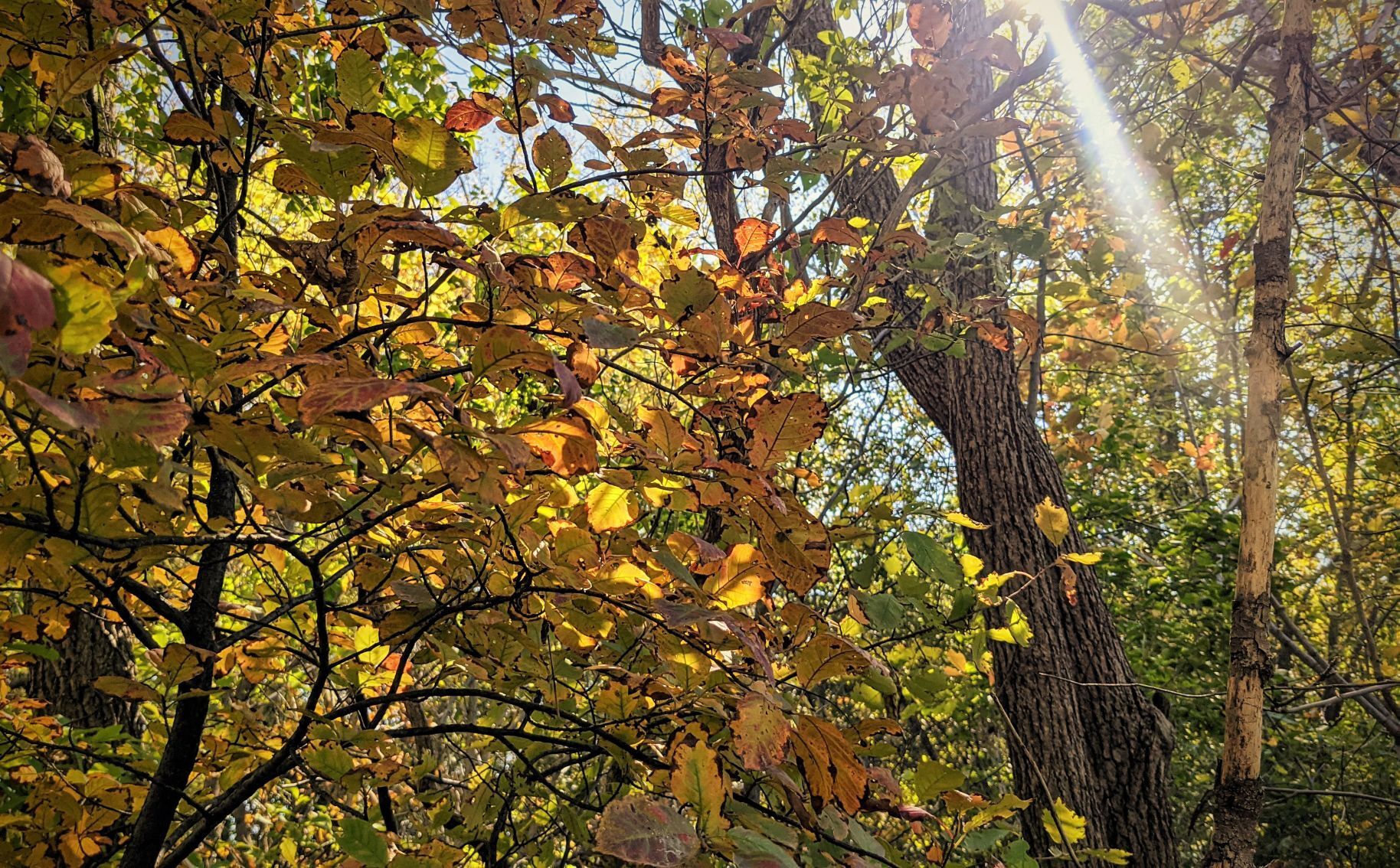 Fall in Mason City - leaves